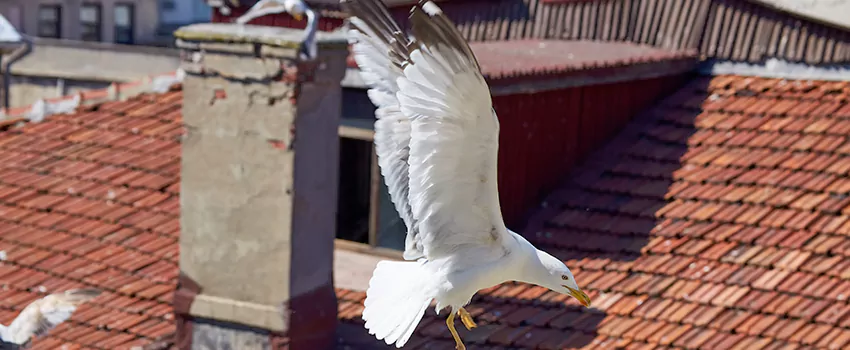 Residential Chimney Animal Removal Solution in West Covina, CA